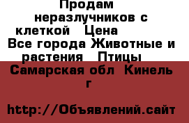 Продам 2 неразлучников с клеткой › Цена ­ 2 500 - Все города Животные и растения » Птицы   . Самарская обл.,Кинель г.